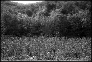 Women and War - Marissa Roth - Hundred Heroines