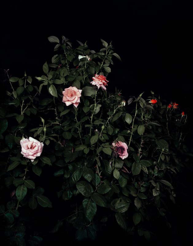 Sarah Jones The Rose Gardens
