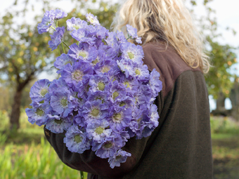 Scabious, Rowes of Guisborough, Cleveland from the series FarmerFlorist © Tessa Bunney