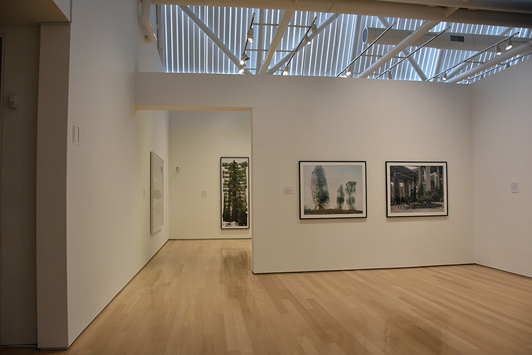 Installation view of The Art of Trees featuring works by Yan Wang Preston, Gund Gallery at Kenyon College, January 22–April 11, 2021. Image courtesy of the Gund Gallery.