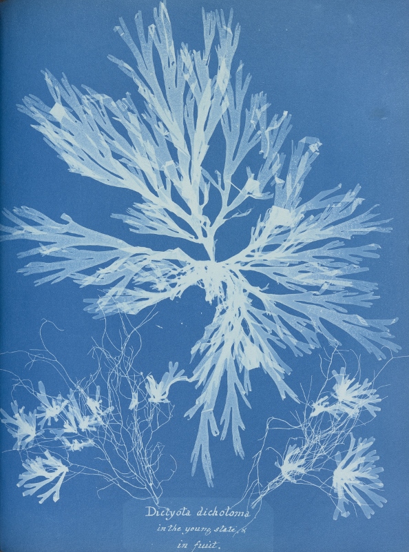 Cyanotype by Anna Atkins displaying the seaweed Dictyota dichotoma, in the young state and in fruit.
