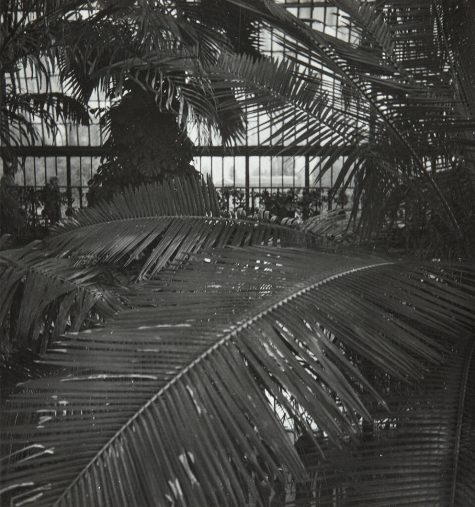 https://hundredheroines.org/wp-content/uploads/2022/10/Interior-of-a-Greenhouse-at-Kew-Gardens-London-Inte%CC%80rieur-dune-Serre-de-Kew-Gardens-London-1934.-Dora-Maar.-Image-courtesy-the-artists-estate-and-Huxley-Parlour.-png-958x1024.jpg