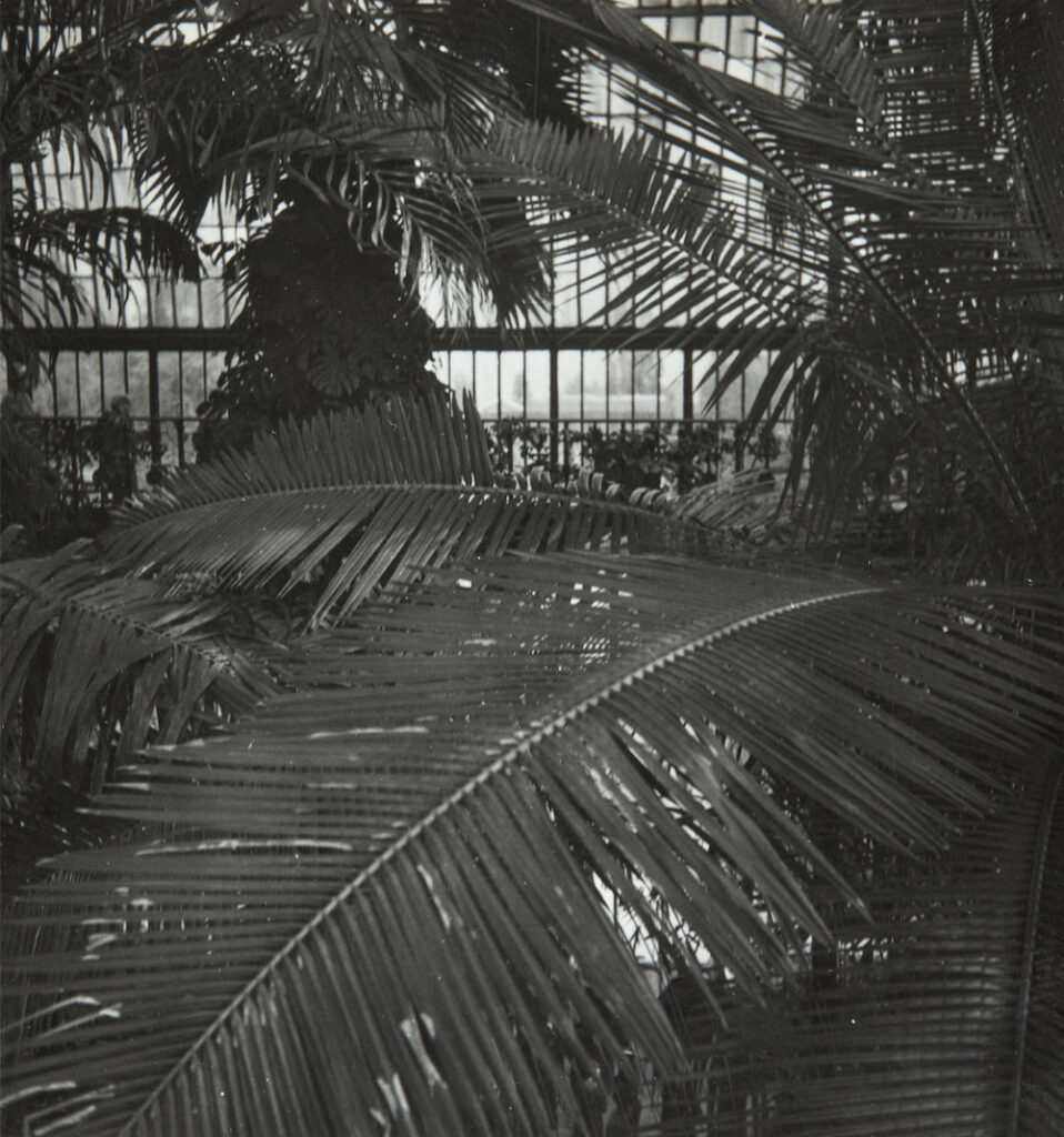Black and white photograph of large leaves in a glasshouse.