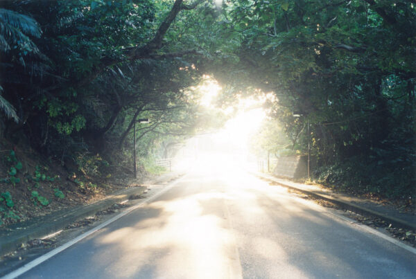 Colour photograph showing sunlight filtering through leaves which hang over an open road.