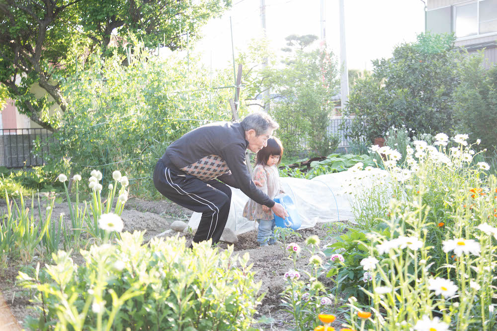 Colour photograph depicting an elderly man and a young girl in an allotment, watering flowers.