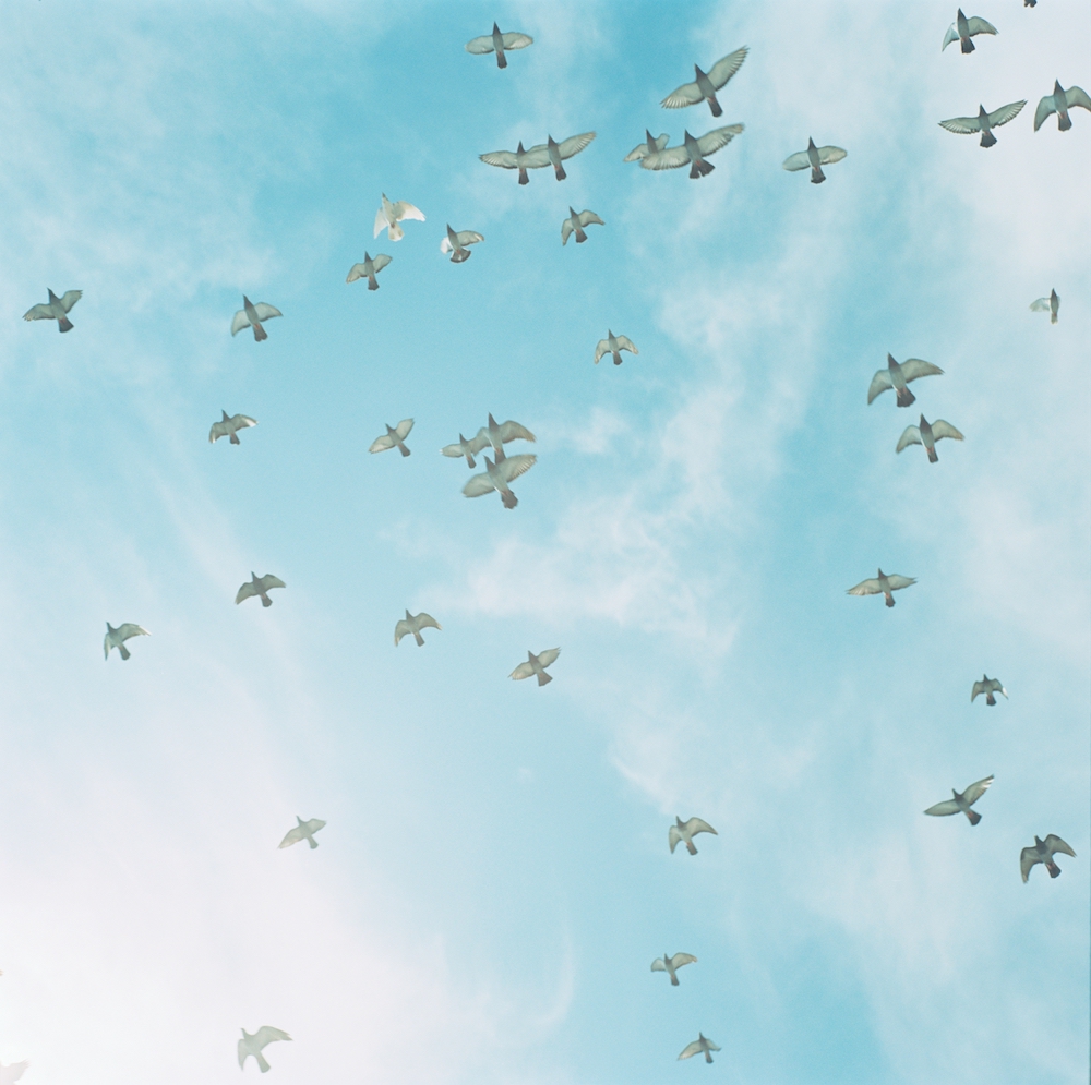 Colour photograph showing a flock of white birds flying against a pale blue, almost cloudless sky.