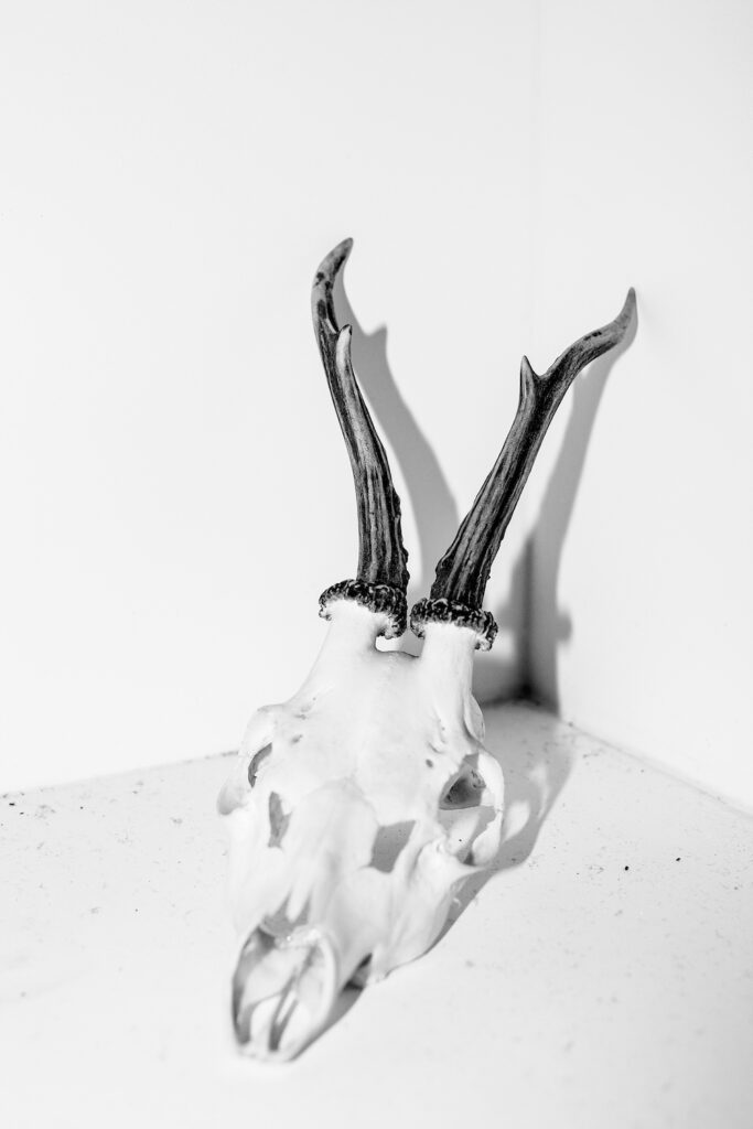 Black and white photograph of a cleaned cattle skull with horns.