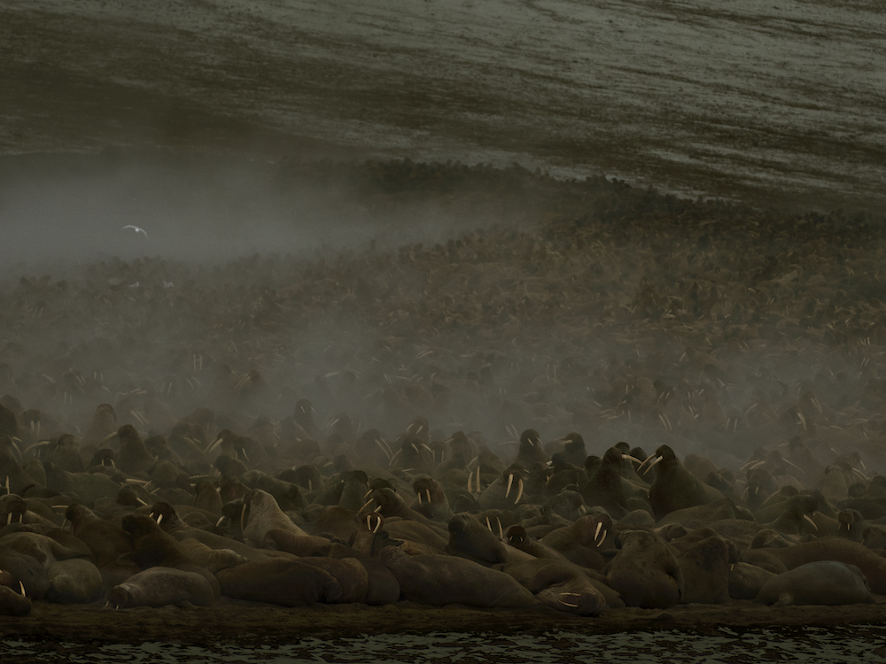 Colour photograph from Hyperborea. Thousands of walruses are gathered on a snowy landscape.