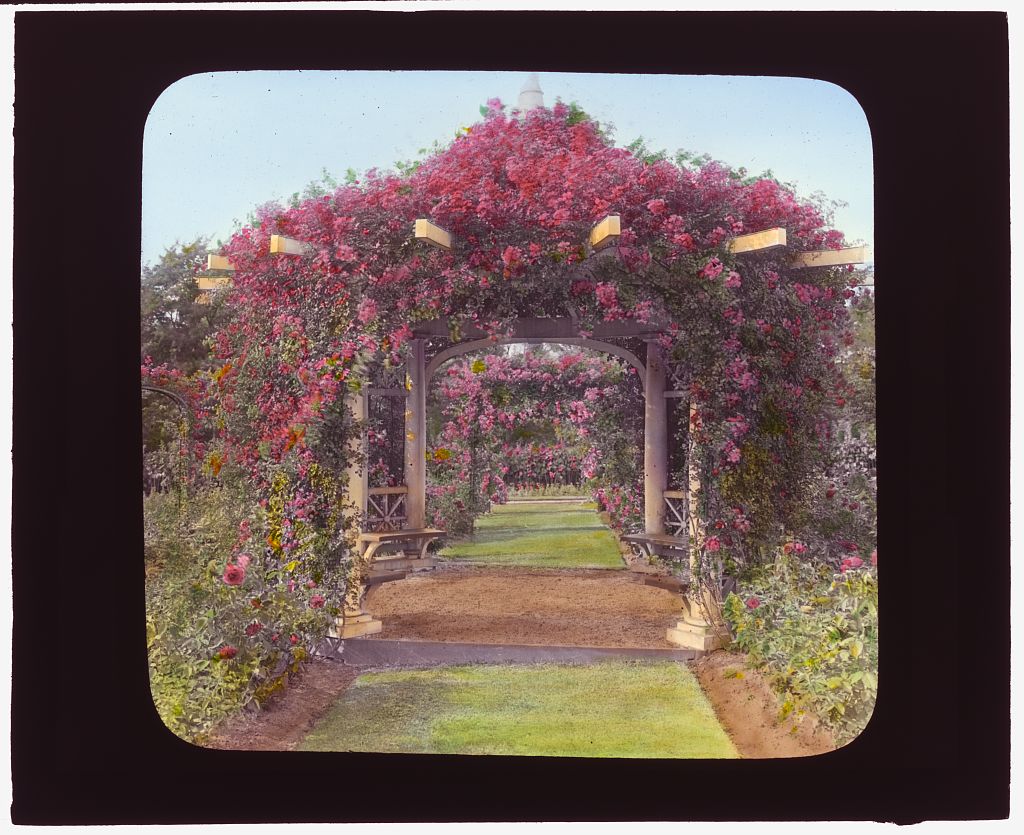 Colour photograph of an archway of reddish / pink flowers, arranged over a structure with white columns.