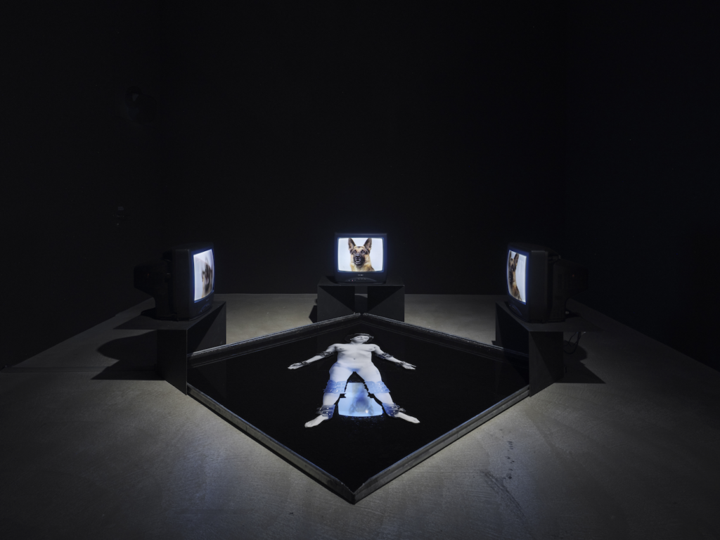 Installation image. A photograph of a naked person lies on the ground, surrounded by three television screens showing images of Alsatian dogs.