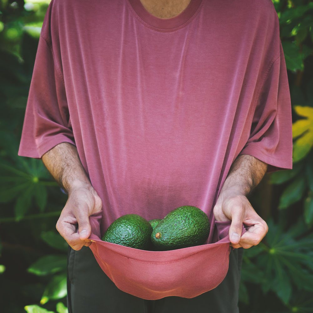 Colour photograph. A person wearing a faded red t shirt bundles up the hem of their shirt, using it as a container for a pile of green avocados.