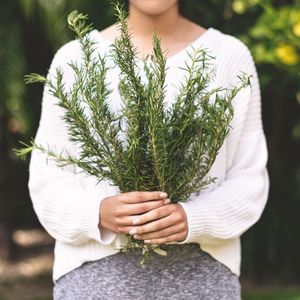 Colour photograph. A person in a white wool jumper holds a clutch of rosemary stems.
