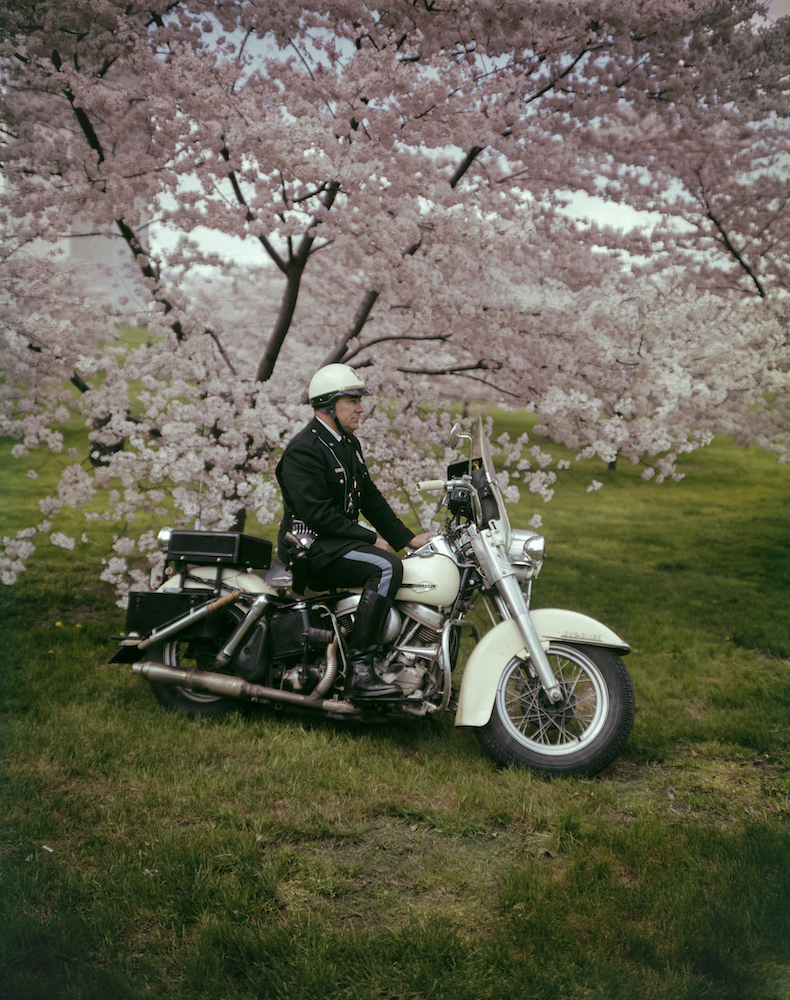 Colour photograph of a man sitting on a motorcycle in front of a cherry blossom tree.